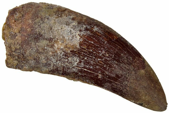 Bargain, Real Carcharodontosaurus Tooth - Restored Tip #311047